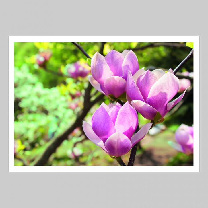 Grußkarte Magnolie (mit Innentext)