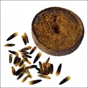 Amberbaum
